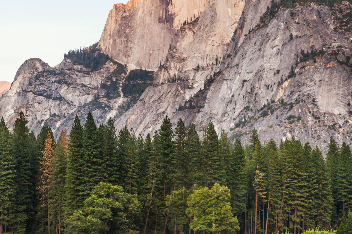 Mountain landscape with a forest and a rocky cliff